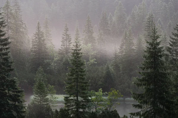 Paisagem Floresta Montanha Declive Baixa Nuvem Deitada Com Coníferas Perenes — Fotografia de Stock