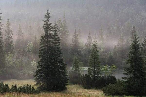 진녹색 침엽수들이 비탈은 Mist Tatra National Park 둘러싸여 폴란드 로열티 프리 스톡 이미지