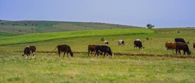 Yeşil bir çayırda otlayan bir inek sürüsü. Mavi gökyüzünün altındaki düzlükteki çiftlik hayvanları..