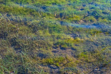 Sığ bir su birikintisi. Yer yosunlarla kaplı. Durgun su yüzeyi. Çevresel farkındalık arka planı.