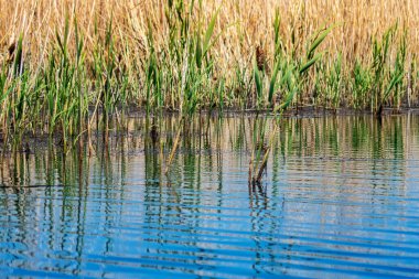 Sakin bir göl ayrıntısı. Etrafı sazlıkların gür genişliğiyle çevrili. Durgun suları bitkilerin canlı yeşil renklerini yansıtıyor..