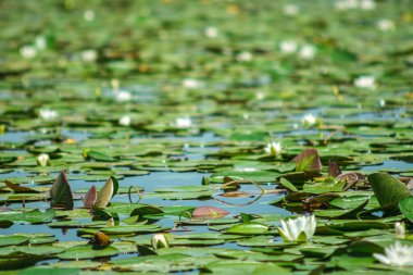 Fotoğraf yeşil nilüferlerle kaplı sakin bir gölet yakalıyor. Sahne suyun sakinliğini ve su bitkilerinin doğal güzelliğini yansıtıyor. Seçici odak