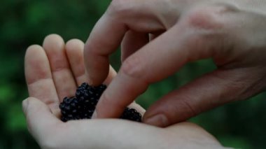 Sakin bir ormanda parmaklar olgun böğürtlenleri nazikçe kavrayıp zengin renklerini ve dokularını sergilerler. Nazik ışık oyunu bu doğal hasada sihirli bir dokunuş katıyor..