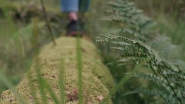 Yosun örtülü bir kütüğü canlı yeşillikler arasında zarif bir şekilde kat eden ayak sesleri. Yavaş çekim doğanın güzelliğini ve bu sakin ormanlık alandaki maceranın heyecanını yakalar..