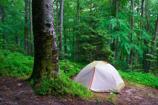 Camping tent in a forest. Cold green colors. Moss on a tree. Spring