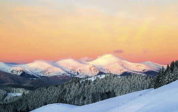 Dobré Ráno Tři Zasněžené Vrcholky Oranžová Obloha Ukrajina Karpaty — Stock fotografie