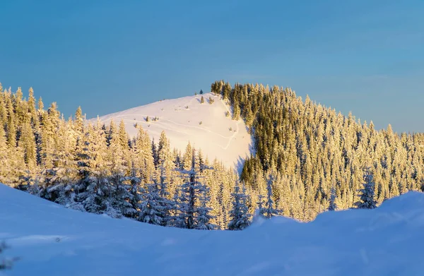 Bosque Montañoso Nieve Sol Mañana Una Colina Cubierta Bosque Abetos — Foto de Stock