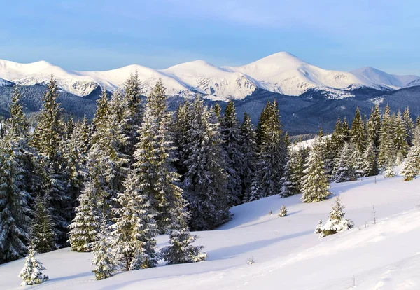 Vista Montaña Invierno Abeto Primer Plano Montaña Nevada Fondo Ucrania — Foto de Stock
