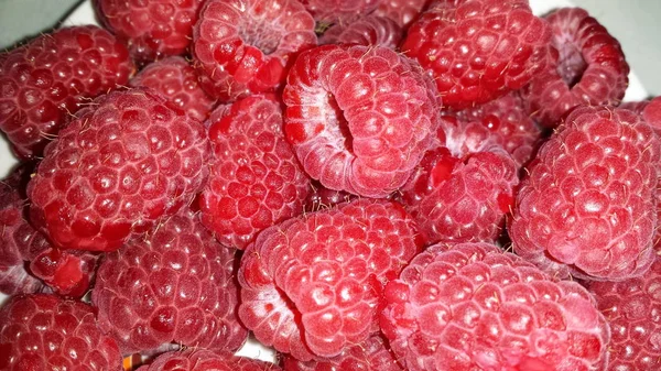 Frische Himbeeren Nahaufnahme Von Frischen Himbeerfrüchten — Stockfoto