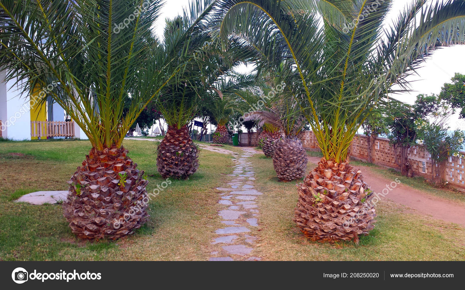 Images pineapple palm tree Palm Trees Look Big Pineapples — Stock