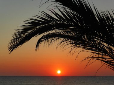 Sunrise Majorca, İspanya deniz kenarında palmiye ağaçları altında.