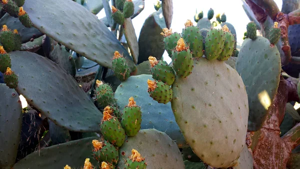 Blossoming Opuntia Cactus Large Green Leaves — Stock Photo, Image