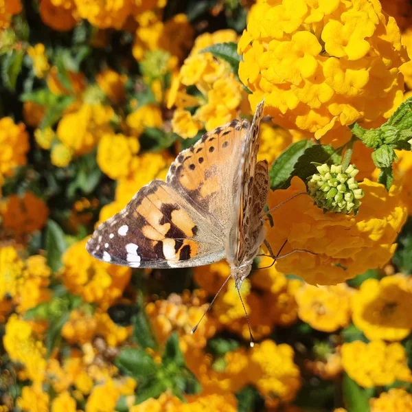 黄色い花の蝶クローズ アップ — ストック写真