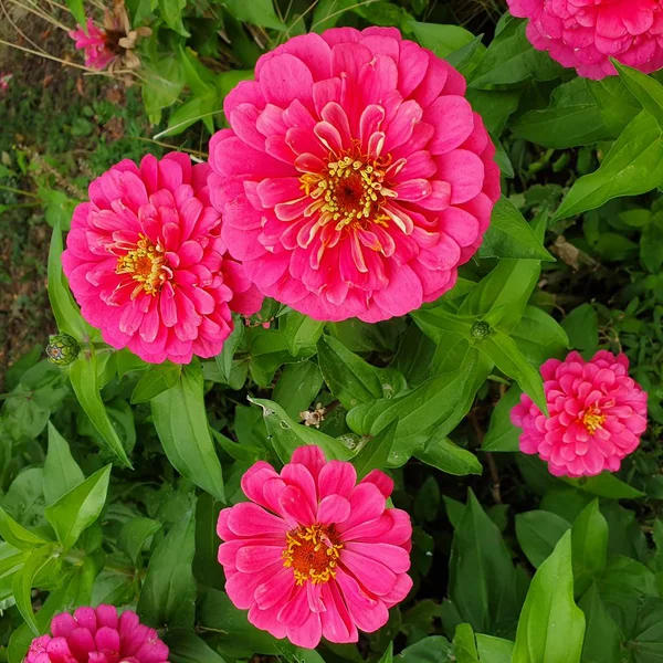 Yeşil Yaprakların Arasında Güzel Pembe Zinnia Çiçekleri — Stok fotoğraf