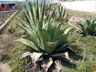 Vahşi doğada Agave çalısı. Düşük yapraklar kurumuş.
