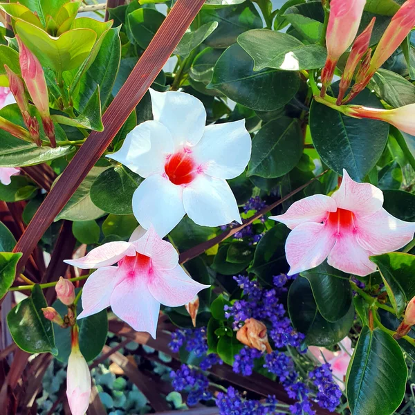 Mandeville Flor Sundaville Balcón Terraza Planta —  Fotos de Stock