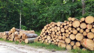 Ağaçlar ormanda parçalara ayrılmış.