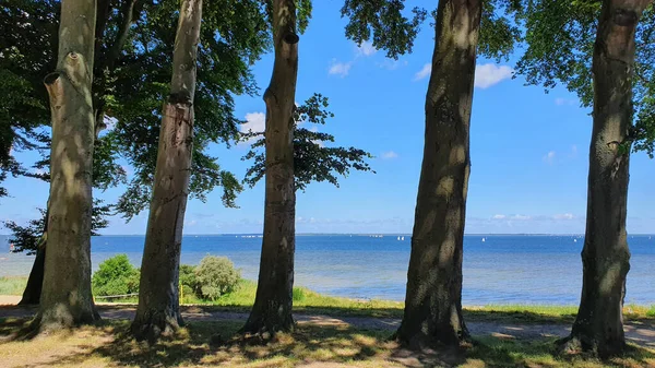 Блакитне Море Небо Між Деревами Природний Ландшафт — стокове фото