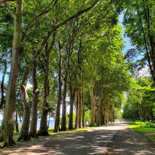 Strandpromenad Och Cykelväg Bland Träden — Stockfoto