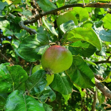 Ağaçtaki yabani elmalar