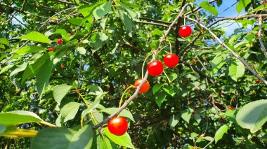 Kiraz ağacı. Ağaçtaki yaprakların arasında olgunlaşmış kırmızı kirazlar..