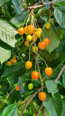 Kiraz ağacı. Ağaçtaki yaprakların arasında olgunlaşmış sarı turuncu kirazlar..
