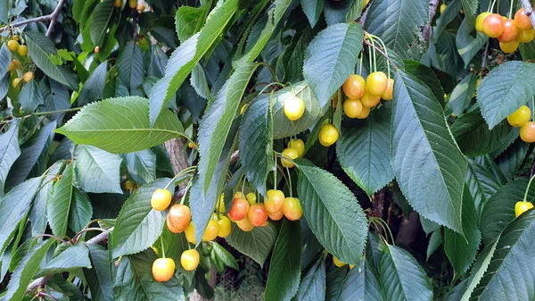 Cherry Tree Ripening Желтые Оранжевые Вишни Дереве Среди Листьев — стоковое фото