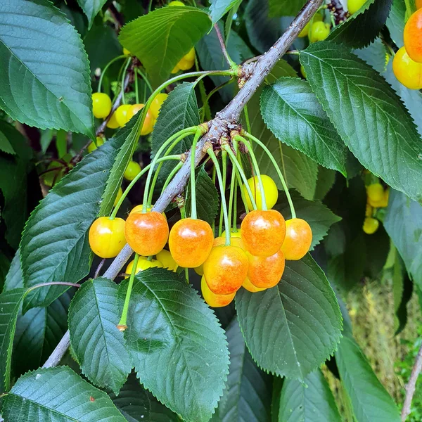 Ciliegio Stagionatura Ciliegie Gialle Arancio Sull Albero Tra Foglie — Foto Stock