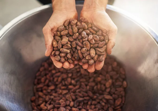 Lavoratore Che Tiene Mucchio Fagioli Cacao Una Ciotola Acciaio Inossidabile — Foto Stock