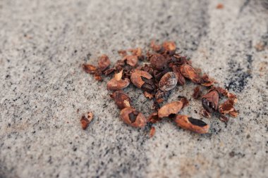 Closeup kabuğu ve kurutulmuş kakao çekirdekleri zanaat bir çikolata fabrikası bir masada oturan Hazretleri