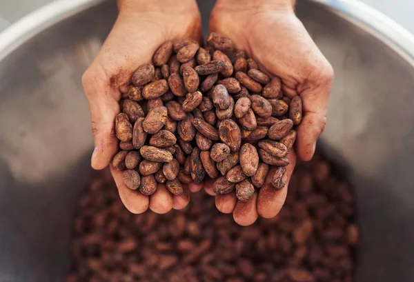 Arbeiter Hält Eine Handvoll Kakaobohnen Über Eine Schüssel Aus Edelstahl — Stockfoto