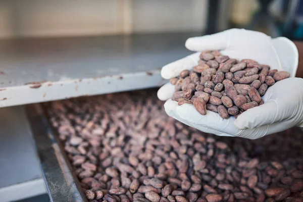 一名工人在手工巧克力制作工厂工作时 戴着橡胶手套 在托盘上拿着一堆可可豆的特写镜头 — 图库照片