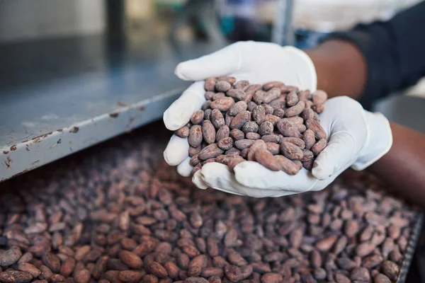Крупный План Рабочего Резиновых Перчатках Держащего Какао Бобы Над Подносом — стоковое фото