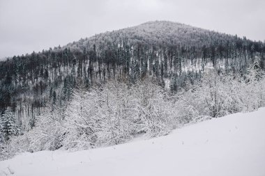 Hill ve alp ormanın kış ortasında doğal görünümü bir kar kaplı