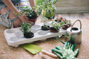 Çiçekler, succulents ev dikim kadın. Evde çalışıyorum. Bitkiler ve ahşap arka plan üzerinde Bahçe aletleri