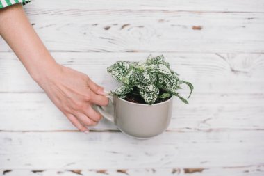 Çiçekler, kavram, yaşam tarzı pot tutan kadın