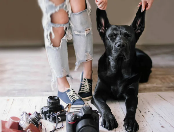 Hipster Femme Traîne Près Des Appareils Photo Numériques Avec Labrador Images De Stock Libres De Droits