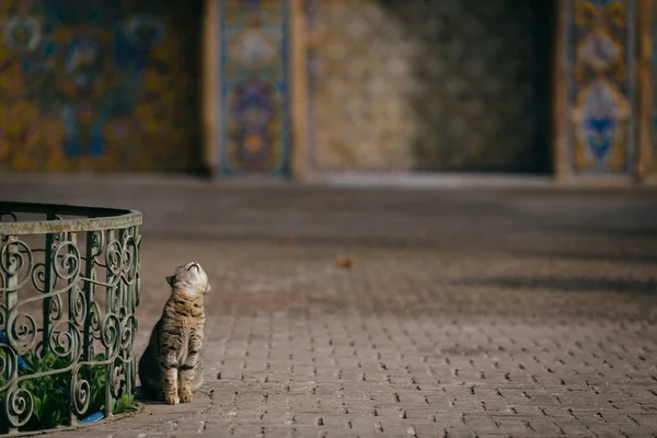 Gato Palacio Golestán Tehrnan Irán — Foto de Stock