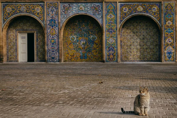 Cat Golestan Palace Tehrnan Iran — Stock Photo, Image