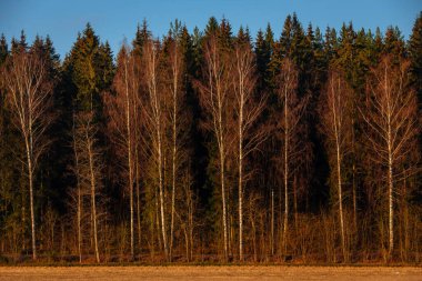 Finlandiya 'da orman ilkbaharda, sabahın erken saatlerinde