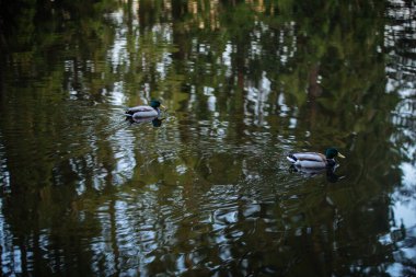 Finlandiya ormanlarında ördekler, orman yansıması