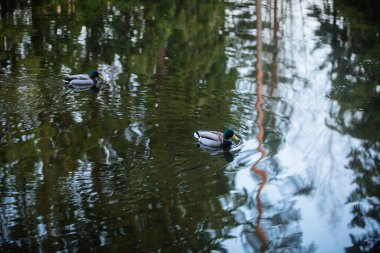 Finlandiya ormanlarında ördekler, orman yansıması
