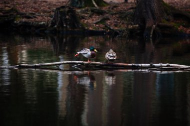 Finlandiya 'da bir gölde ördek, ağaç yansımaları
