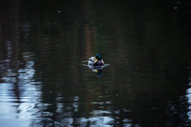 Finlandiya 'da bir gölde ördek, ağaç yansımaları
