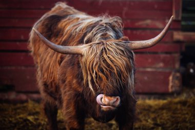 Kırsal Helsinki 'de boğa, kapat.