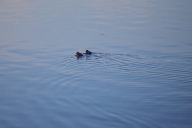 Finlandiya 'da gölde bebek ördekler