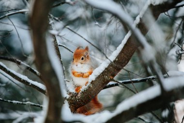 Hameenlinna, Finlandiya. Sahilde sonbahar.