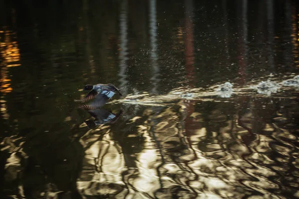 Common goldeneye on a lake in Finland in flight