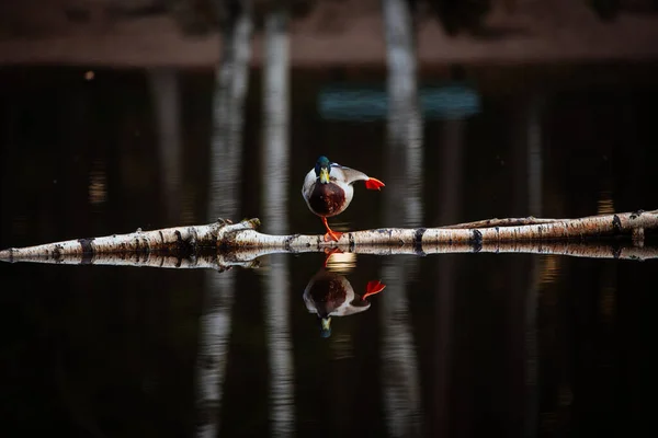 Canard Debout Sur Une Jambe Lac Finlande — Photo