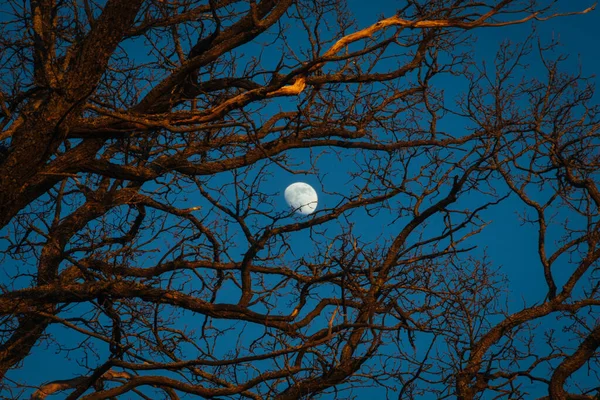 Lune Branches Arbres Soirée Finlande — Photo